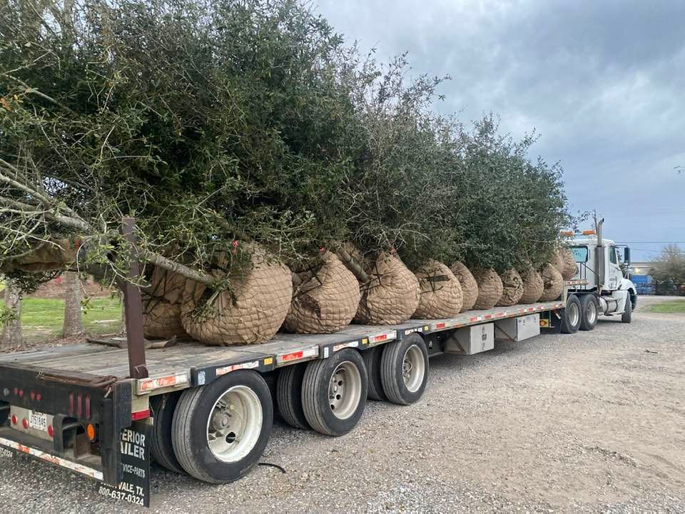 Container-Grown Live Oaks - Green Leaf Tree Service - Lafayette, LA