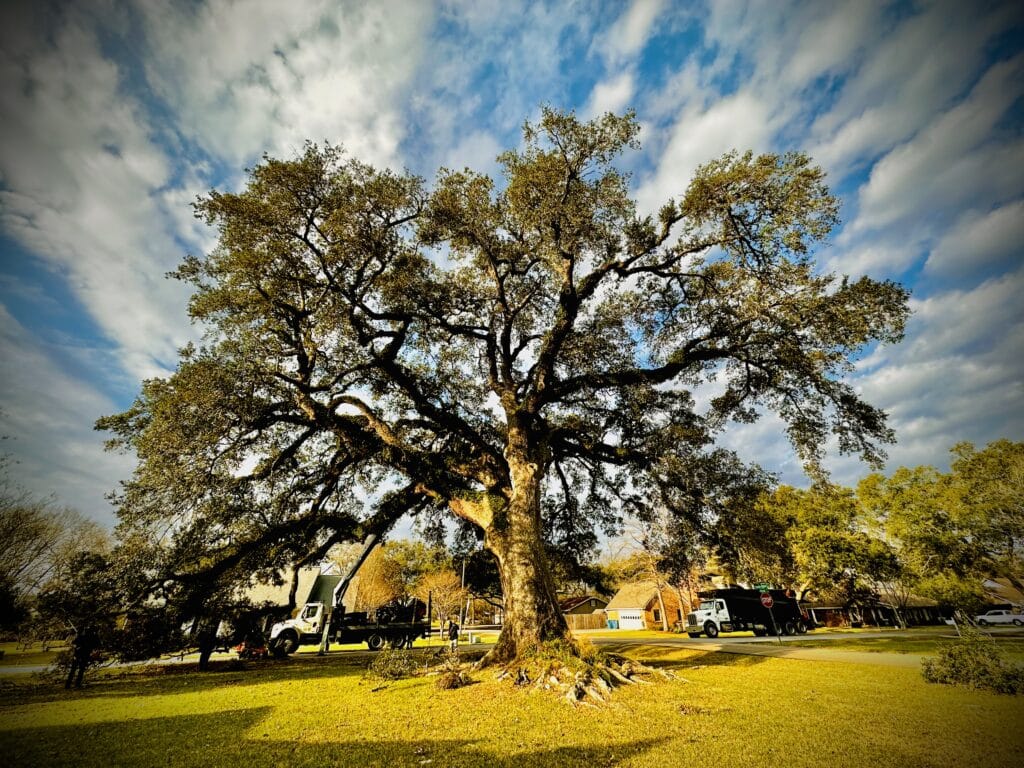 Tree Pruning Services - Green Leaf Tree Service - Lafayette, LA