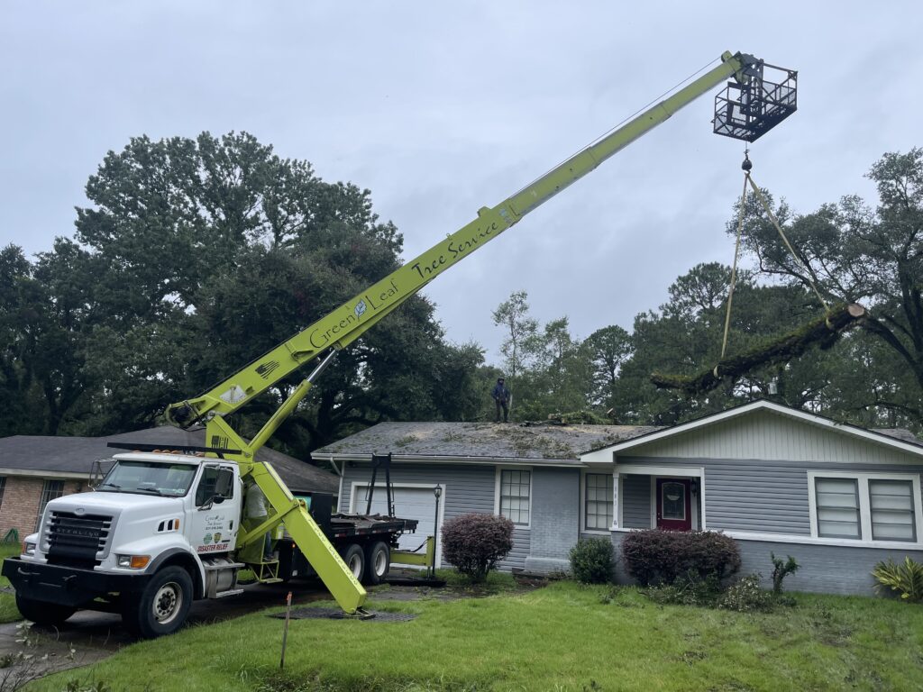 Tree Maintenance Services in Broussard